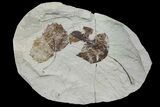 Two Miocene Fossil Leaves (Populus) - Augsburg, Germany #139510-1